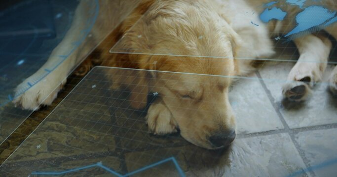 Lying golden-furred dog resting head on front paw on tiled floor, with blue grid overlays