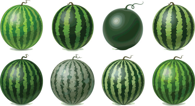 Watermelon Vector Set Featuring Different Varieties, Colors, and Designs for Fruit, Summer, and Healthy Food Illustrations