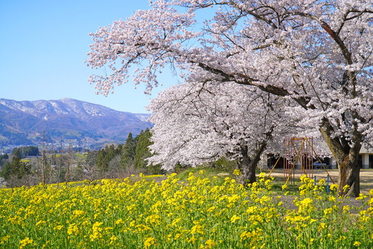 菜の花公園　菜の花と桜（長野県飯山市）