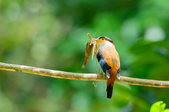 Silver-breasted Broadbill (Serilophus lunatus) perched on a branch with nesting material in its beak, wildlife of Thailand.