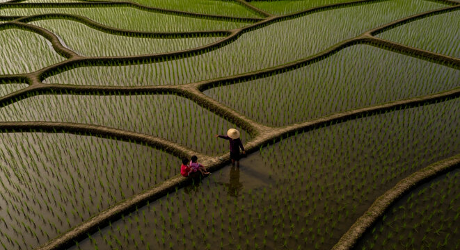 Crisp nadir aerial photograph capturing the intricate beauty of shimmering, flooded rice paddies in rural Southeast Asia, viewed directly from above
