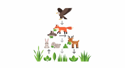 Naklejka premium Food Web Diagram with Producers Consumers and Apex Predator in Ecosystem
