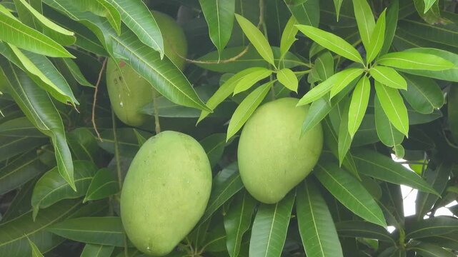 Close up of a fresh green mango growing on a tree branch in a tropical orchard. Unripe fruit with natural leaves and sunlight, ideal for agriculture and healthy food themes.