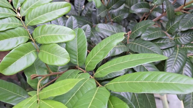 Fresh green leaves of Longan Dimocarpus longan tree growing in a tropical garden with natural sunlight during the day