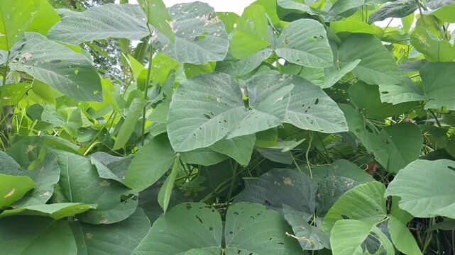 Green foliage of Velvet Bean Mucuna pruriens plant leaves growing wild in a tropical plantation field during the day