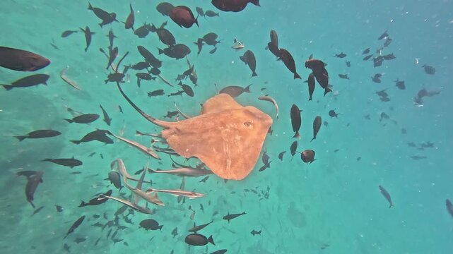 Dasyatis, acanthurus and many over different fish swimming in shallow turquoise water over sandy bottom in Maldives islands