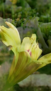 Vertical video: Breeze nudging yellow trumpet flower, bee hovering then landing, collecting pollen