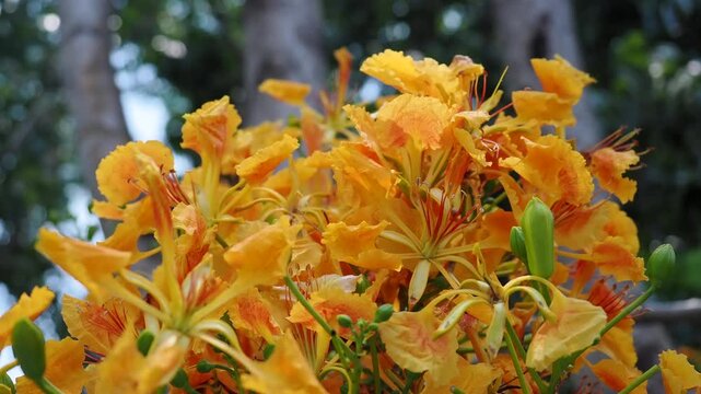 Yellow peacock flower tree or flamboyant deciduous trees provide shade.	