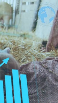 Vertical video: When hand laying cloth, piglet lifting and sniffing while HUD animating health data