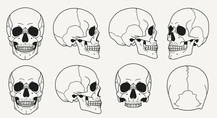 Collection of human skull illustrations. © mesa