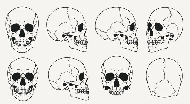Collection of human skull illustrations.