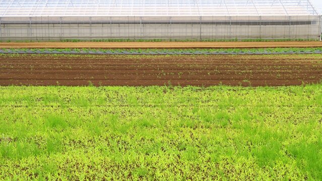 農業用ハウスと緑肥の生える初夏の野菜畑風景