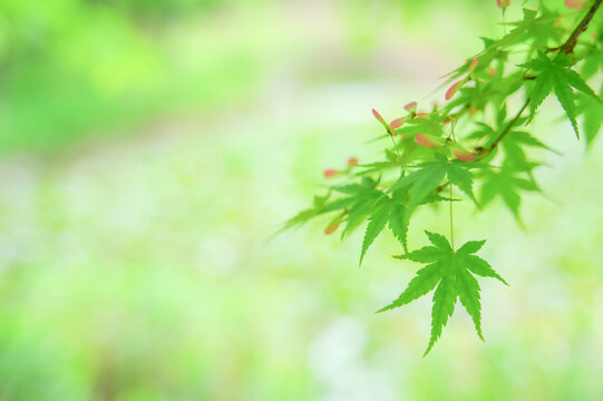 Fresh green Japanese maple leaves with soft bokeh background