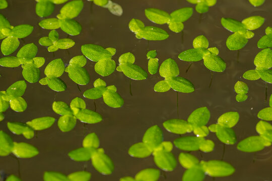 Vibrant green duckweed floating on a still pond surface, creating a beautiful natural aquatic ecosystem in Vietnam.