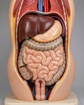 Abdominal Organs and Peritoneal Cavity Anatomy