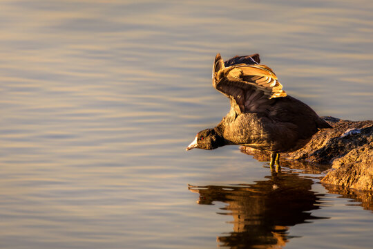 American coot stretching wings in golden sunset light at LaSalle Park, Burlington, Ontario.