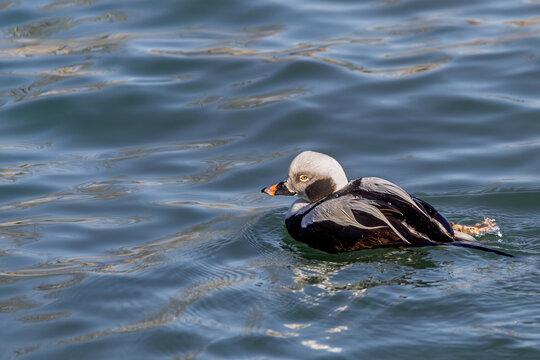 Male Long-tailed Duck (Clangula hyemalis) in winter plumage at Fifty Point Conservation Area, Hamilton, Ontario