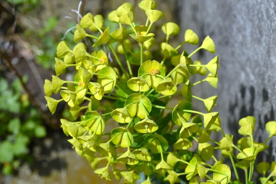 Euphorbia characias 'Wulfenii' flowers. Euphorbiaceae evergreen poisonous shrub. It produces unique flowers in spring.