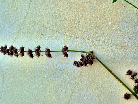 Close-up of Burrs or Bristly Seed Pods on a Thin Vine