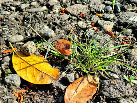 Close-up of Yellow-Brown Leaves on a Stone and Dirt Path