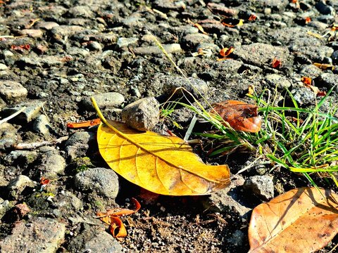 Close-up of Yellow-Brown Leaves on a Stone and Dirt Path