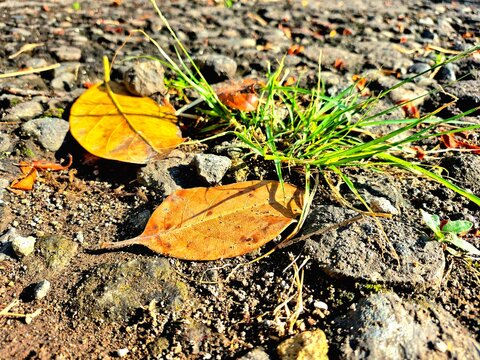 Close-up of Yellow-Brown Leaves on a Stone and Dirt Path