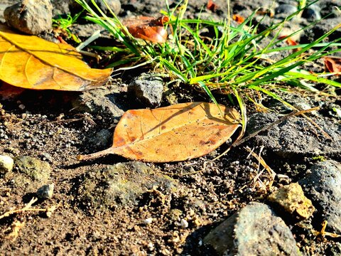 Close-up of Yellow-Brown Leaves on a Stone and Dirt Path