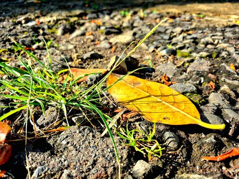 Close-up of Yellow-Brown Leaves on a Stone and Dirt Path
