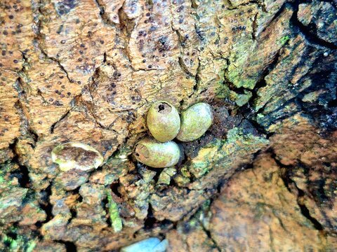 Tiny Ants Transporting food on Textured Natural Bark Surface