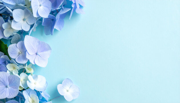 hydrangea flower frame on blue background, copy space, seasonal floral design