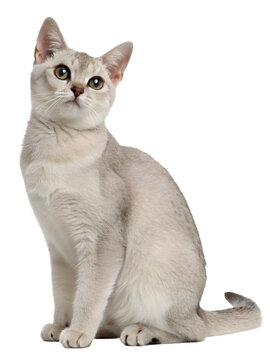 a burmilla cat sitting on a transparent background