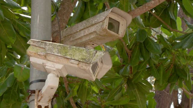 Two Weathered Surveillance Cameras on a Pole Surrounded by Tropical Foliage