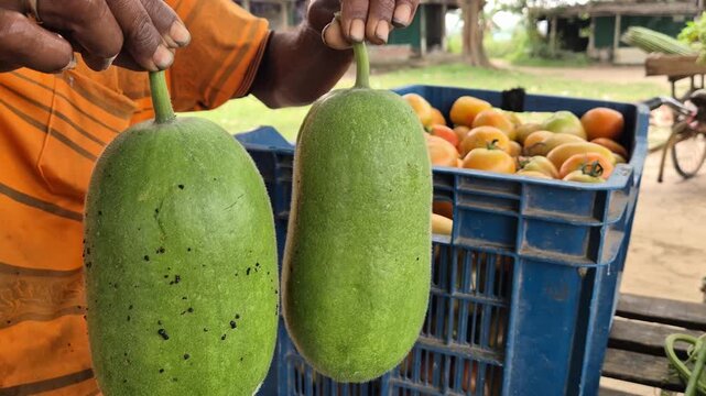 Farmer Showing Fresh Wax Gourds for Sale at Local Market