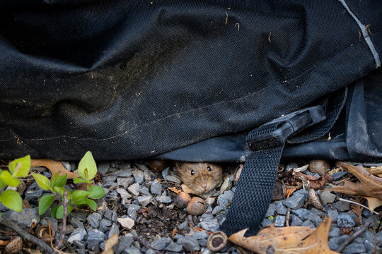 A vole peaking out from beneath a tarp