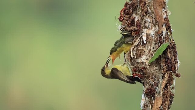 A Garden sunbird or Olive-backed sunbird is feeding its chicks in the nest, so that the young birds can grow and leave the nest to enter the natural world.