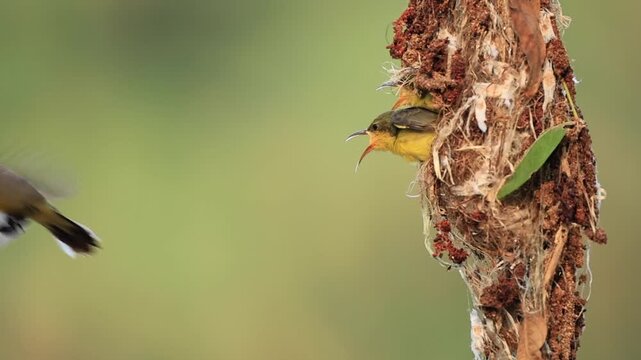 A Garden sunbird or Olive-backed sunbird is feeding its chicks in the nest, so that the young birds can grow and leave the nest to enter the natural world.