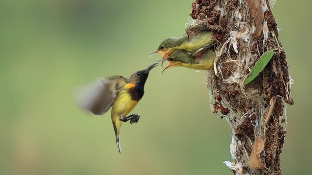 A Garden sunbird or Olive-backed sunbird is feeding its chicks in the nest, so that the young birds can grow and leave the nest to enter the natural world.