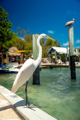 Fototapeta premium White egret standing on wooden pier by turquoise water. Great egret on dock edge, tropical marina background with palm trees and boats, bright daylight, Key West Florida.