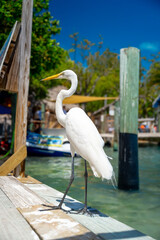 Fototapeta premium Great egret standing on wooden dock in tropical resort. White heron on edge of wooden pier, turquoise water and marina background, bright sunny day in Key West Florida.