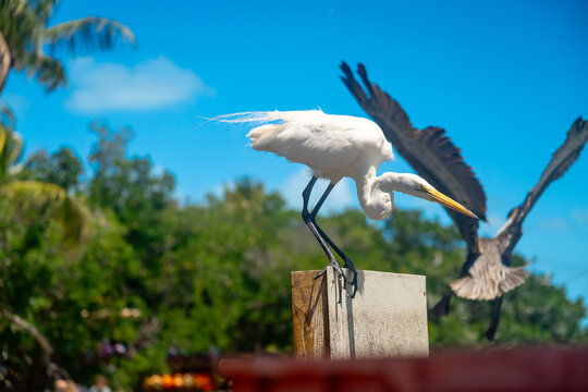 White great egret perched on wooden post in Florida. White great egret in profile standing on a wooden post with tropical foliage and a flying pelican background.