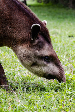 El tapir 