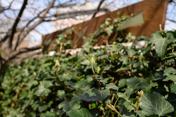Fototapeta premium Close Up of Common Ivy Hedera Helix Leaves and Vines