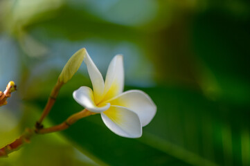 Fototapeta premium Delicate white flower blooms amidst lush green leaves in serene natural setting