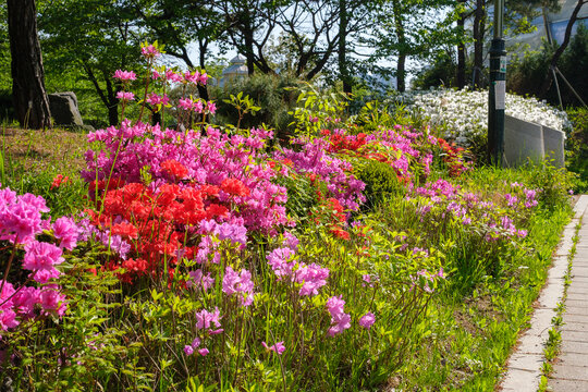 Supia Lake Botanical Garden, Sangdong Lake Park, Bucheon, Gyeonggi-do, South Korea