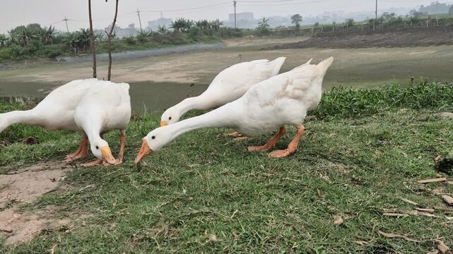 Group of White Domestic Geese Grazing and Eating Grass in Rural Field