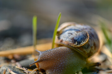 Gentle snail traverses a lush patch of grass on a serene afternoon in nature © Михаил Шорохов