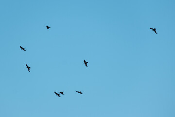 Fototapeta premium Flock of Birds Flying in Clear Blue Sky – Minimal Nature Background with Copy Space