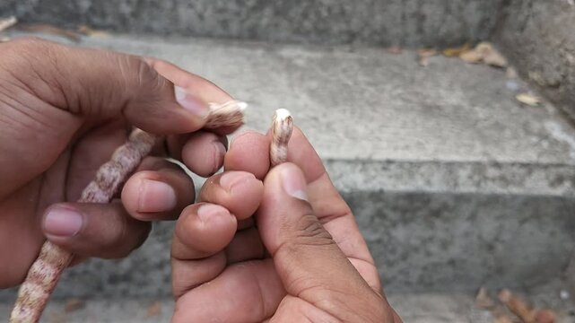 Hand Breaking a Dry Mesquite Pod
