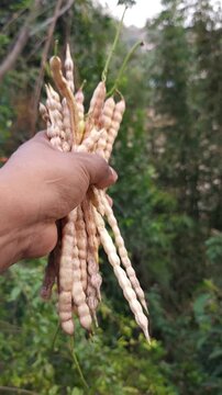Close Up of Dry Mesquite Pods Bundle