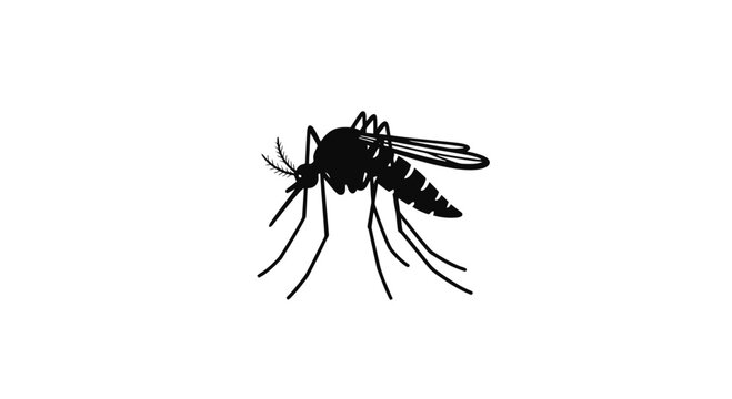 Black and White Illustration of Mosquito.